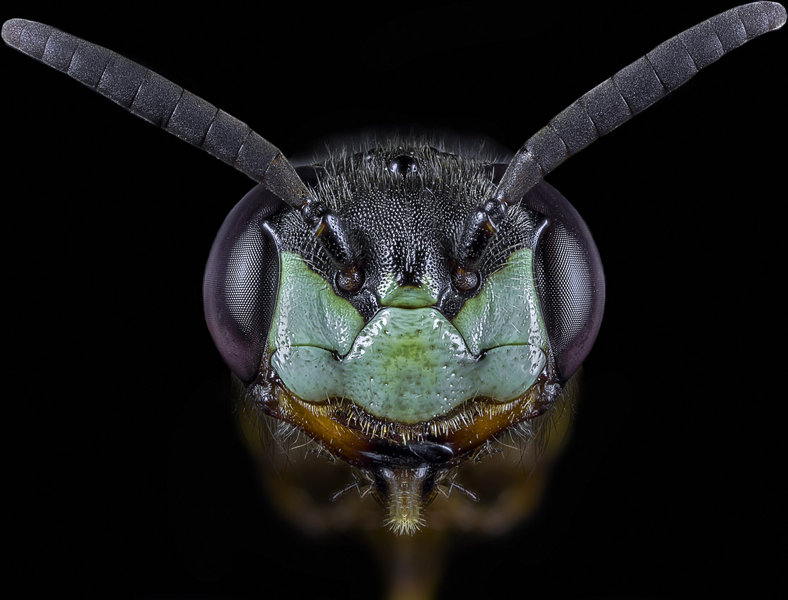 Insektenmodell Bienenwolf